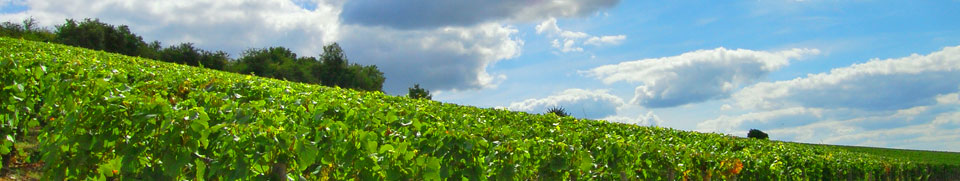 header-foto-1